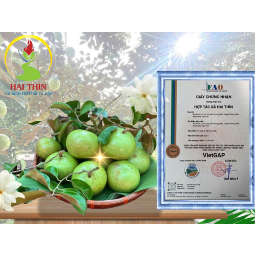 Vài Nét Đặc Trưng Về Vú Sữa Lò Rèn