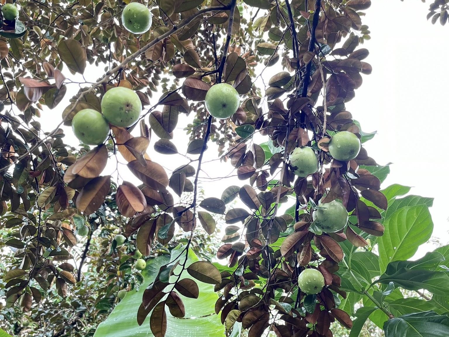 Hẹn nhau mùa vú sữa lò rèn ngọt lành