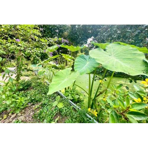 Nguyên liệu tươi – Rau sạch từ vườn