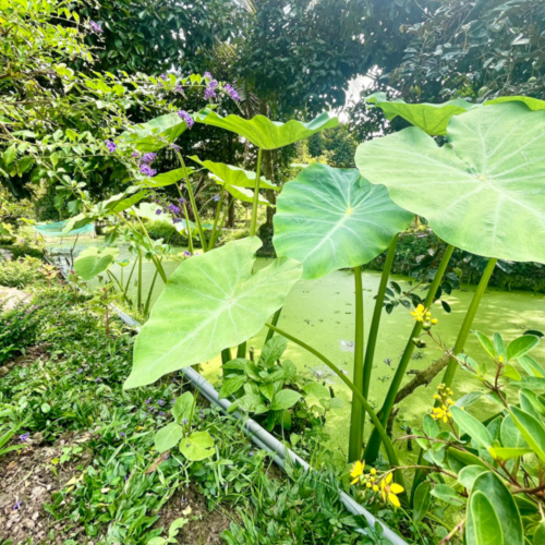 Hái Rau Xanh Tại Vườn Trải Nghiệm Không Thể Bỏ Qua Tại Tuấn Tường