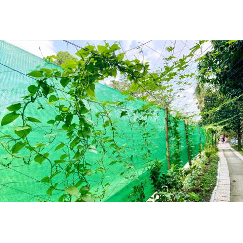 Nguyên liệu tươi – Rau sạch từ vườn