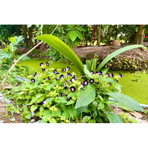 Nguyên liệu tươi – Rau sạch từ vườn