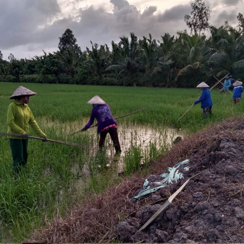 Lúa Vụ Mùa Hao Hụt Đầu Vụ, Nông Dân Đối Mặt Nhiều Khó Khăn