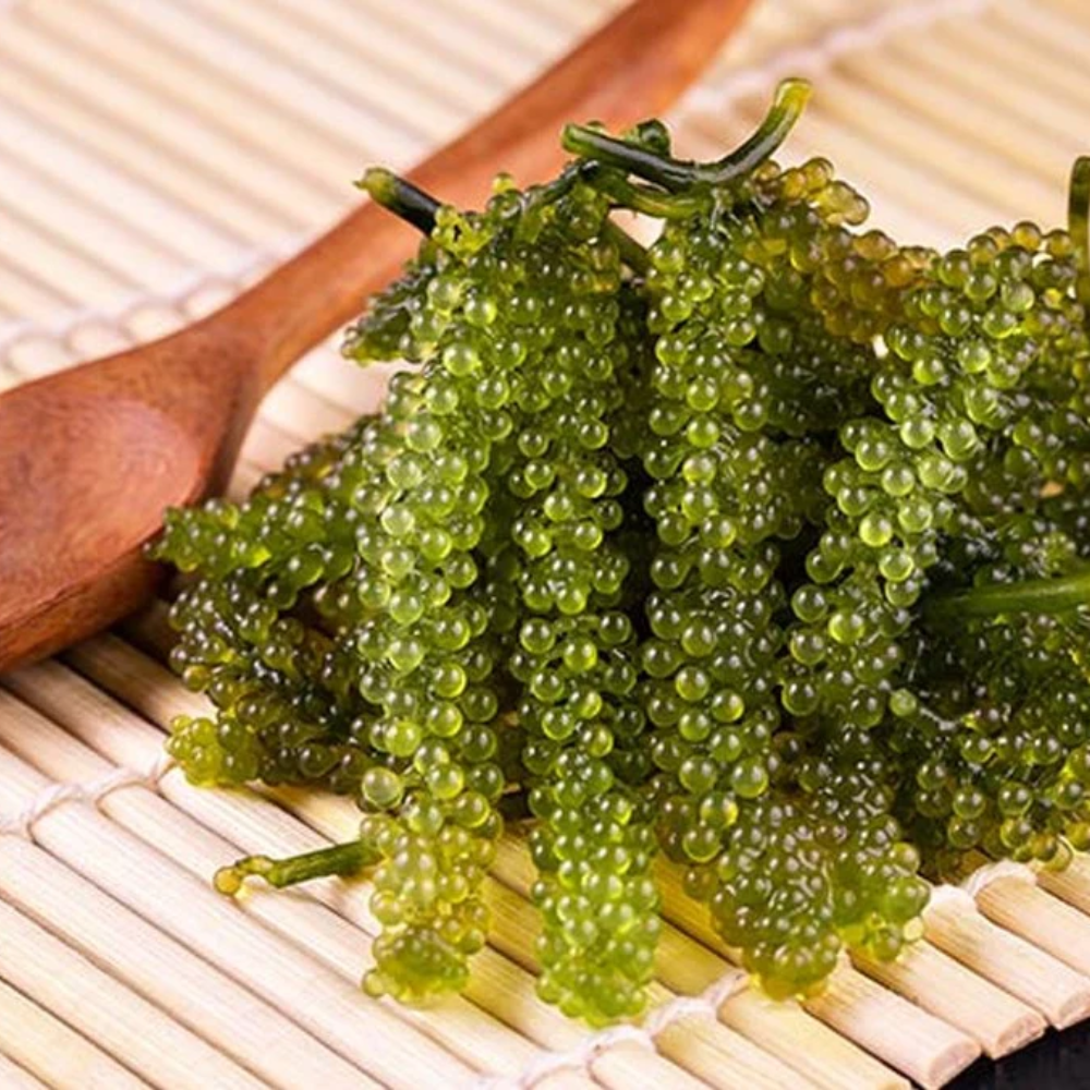 Rong Nho - Thực Vật Của Biển