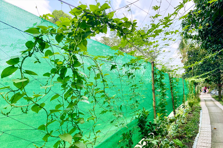 Trải nghiệm hái rau xanh, sạch tại khu vườn của tuấn Tường
