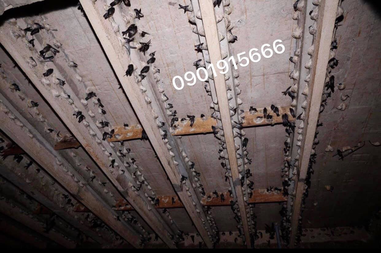 Nấm mốc – “Kẻ thù thầm lặng” trong nhà yến