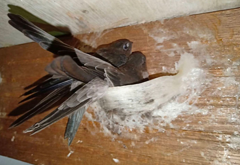 Cấu trúc và thiết kế nhà Yến