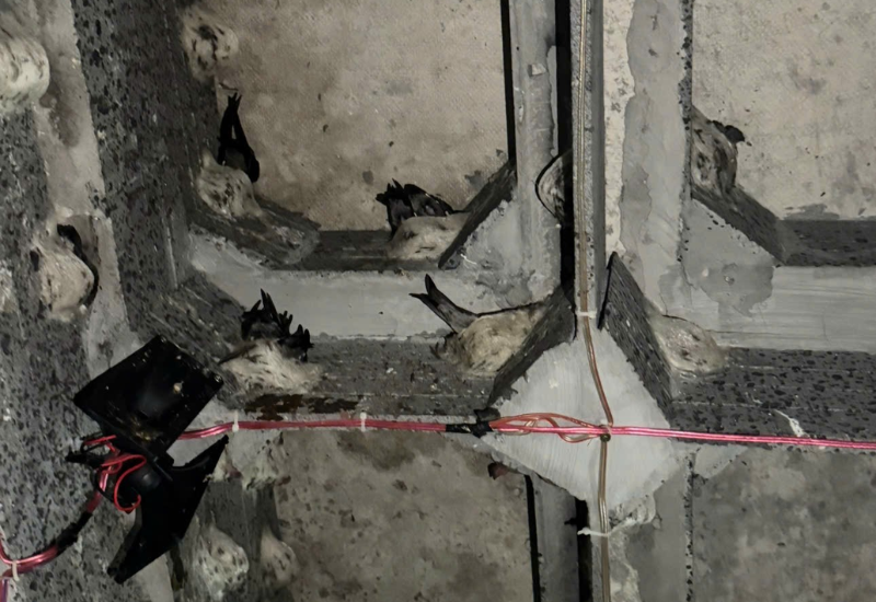 Công nghệ và kỹ thuật dẫn dụ Yến hiệu quả nhất hiện nay