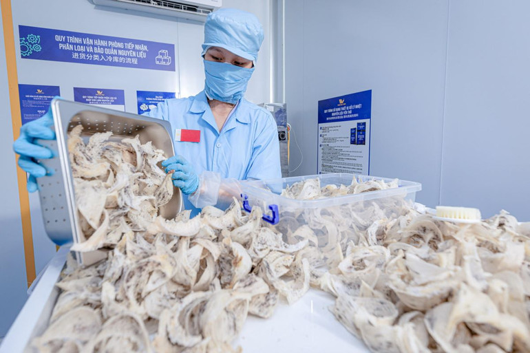 Nhiều cơ sở để hình thành ngành công nghiệp về yến