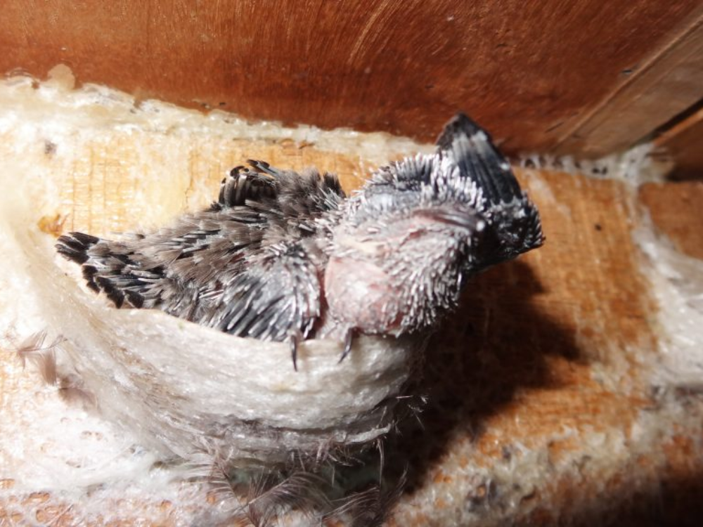 Cách phòng ngừa và xử lý mạt yến hiệu quả