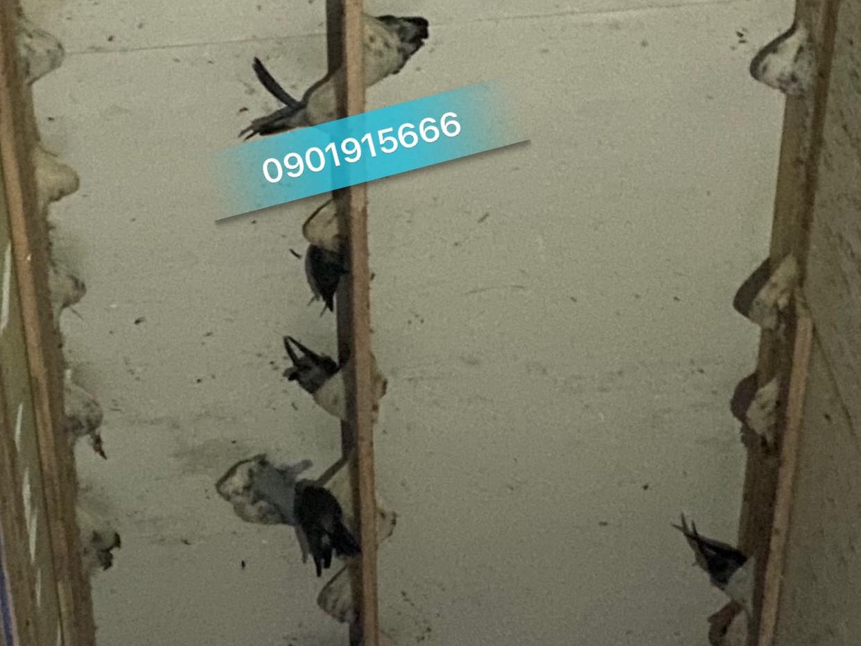 Biện pháp phòng ngừa và xử lý nấm mốc trong nhà yến