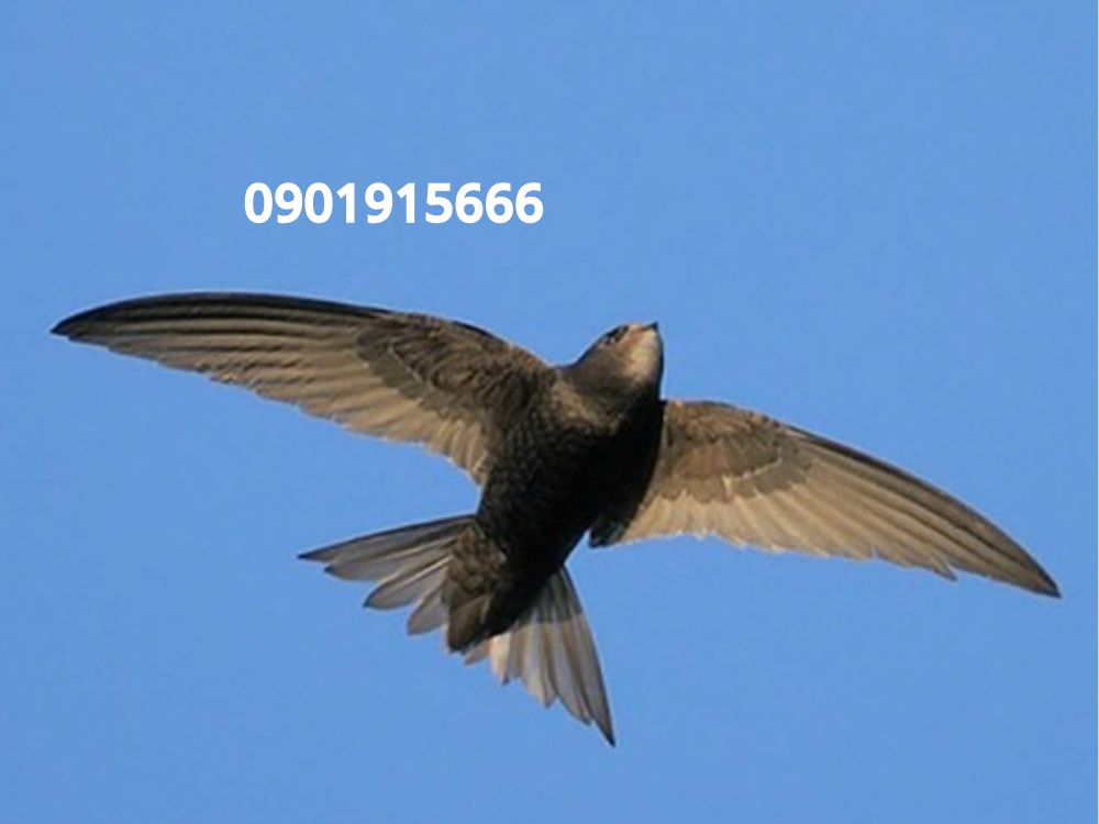 Vì sao nên dùng Tanali?