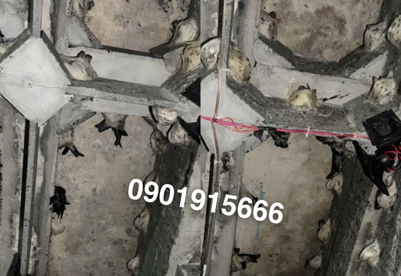 Chất lượng âm thanh quyết định hiệu quả dẫn dụ