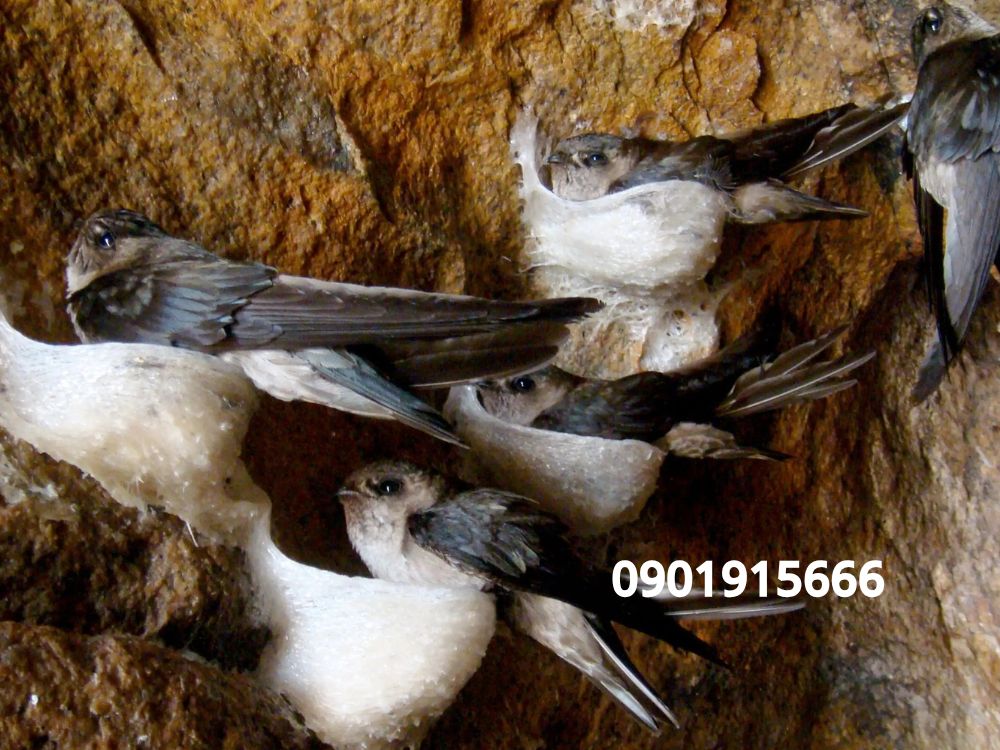 2. Tanali có thật sự hiệu quả? Đánh giá qua thực tế sử dụng