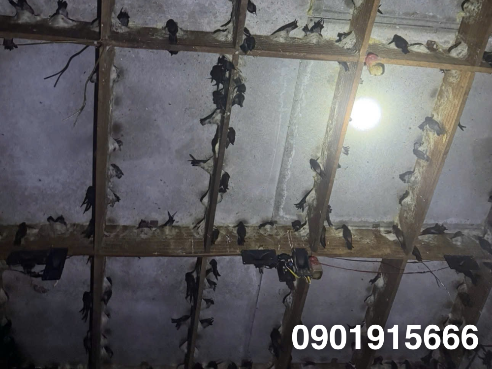 Dẫn dụ chim yến bay đến tham quan