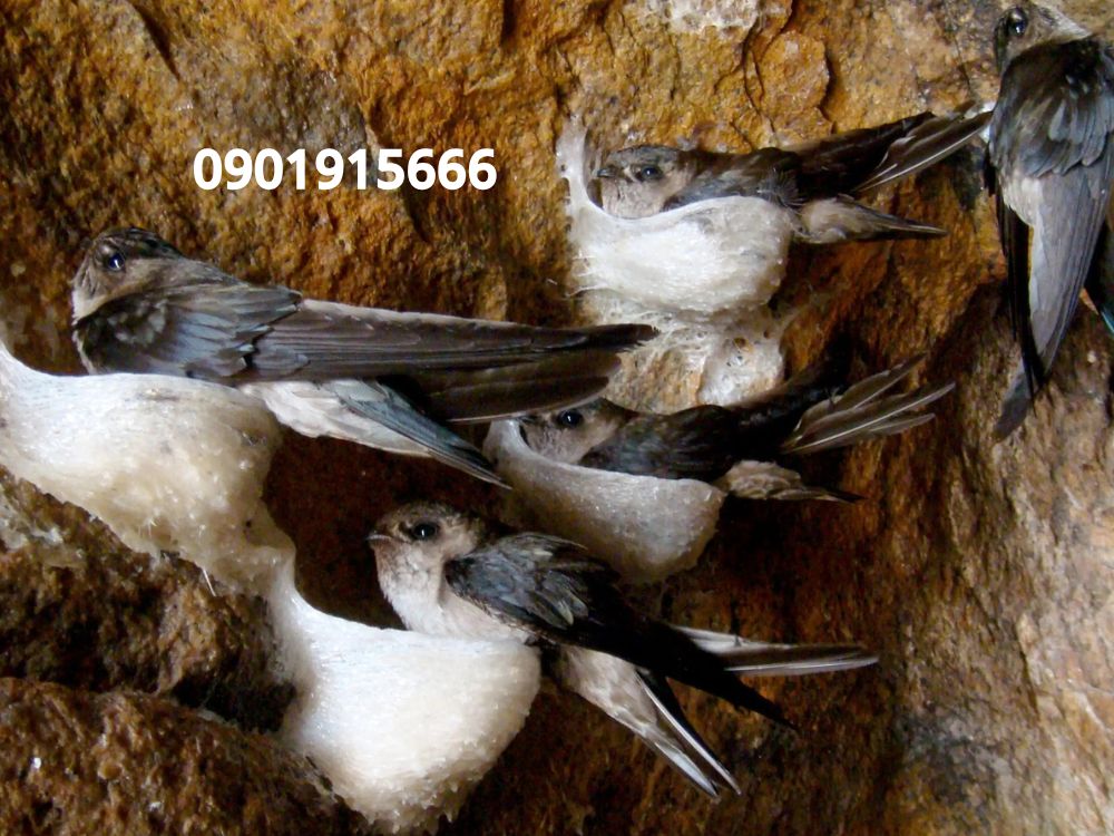 Vai trò và cách tạo mùi của dung dịch tạo mùi trong nhà yến