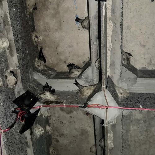 Đặc Điểm Sinh Học Của Yến Nuôi Trong Nhà