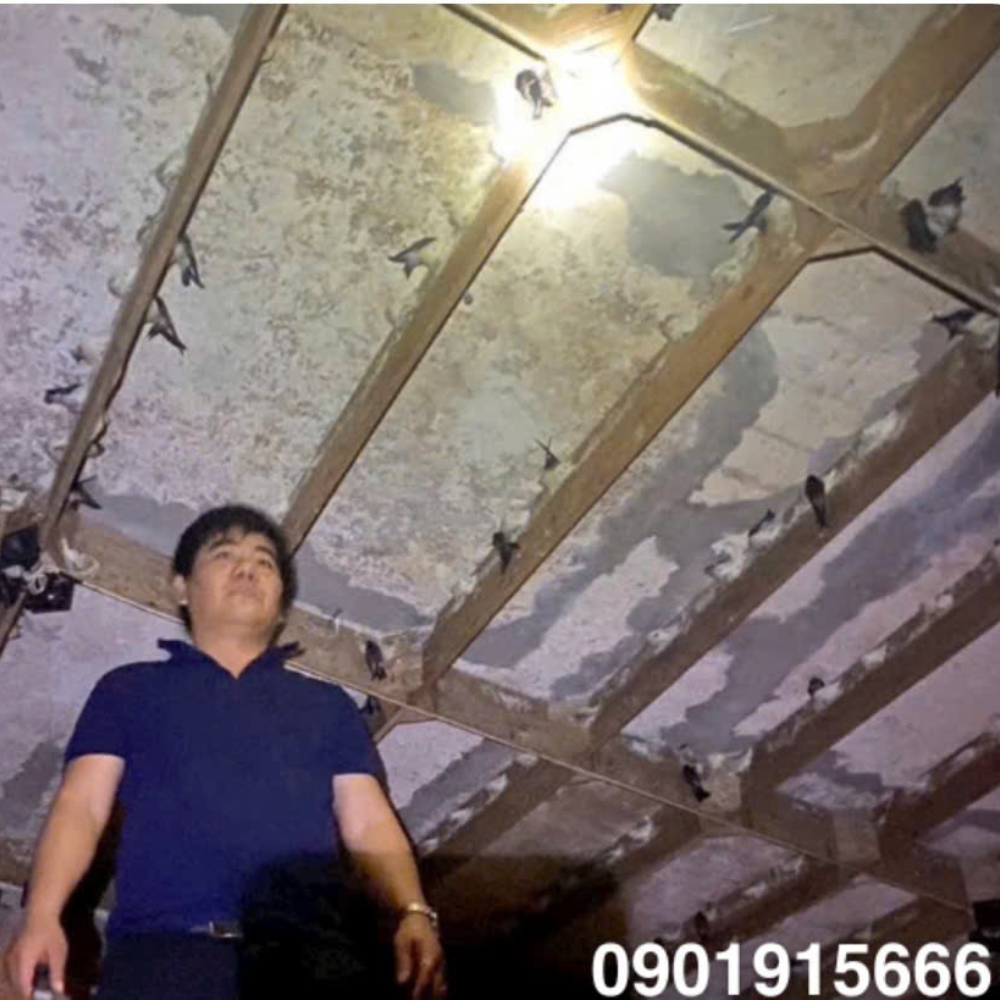 Cách Dẫn Dụ Chim Yến Hiệu Quả: 5 Bước Vàng Chủ Nhà Yến Nên Biết