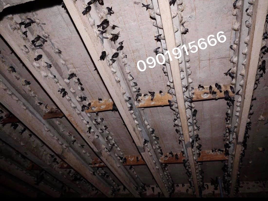 Thức ăn cho chim yến