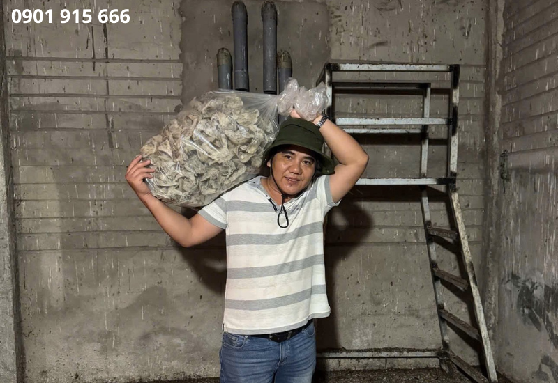 Thu hoạch yến đúng cách