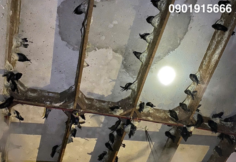 Khi số lượng yến vào nhà ít hoặc không tăng theo thời gian