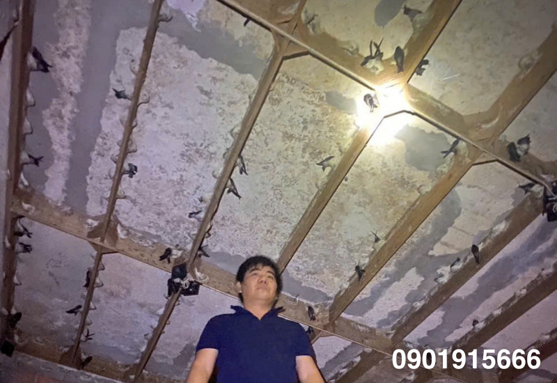 Lụa chọn vị trí là tổ và ánh sáng