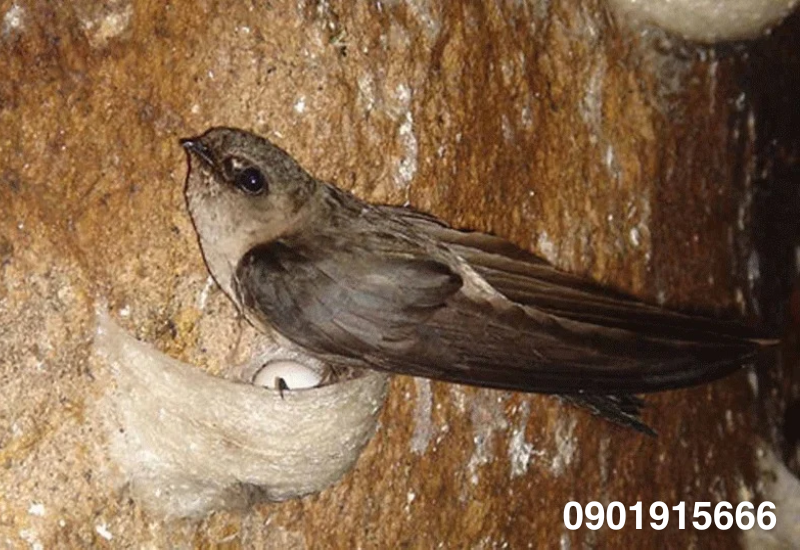 Thiết lập ánh sáng cho tổ yến