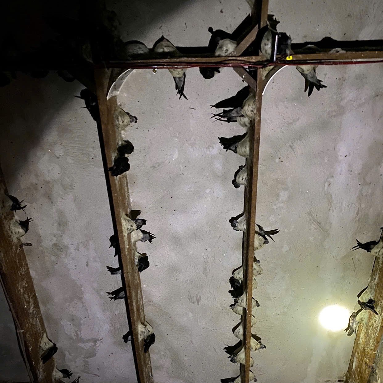 Ánh Sáng Nhân Tạo Và Môi Trường Sống Của Chim Yến