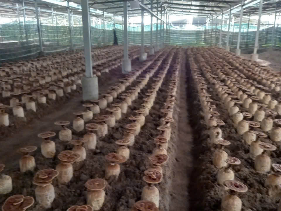 Nấm linh chi tại Trang trại Nông nghiệp Hiền Nương