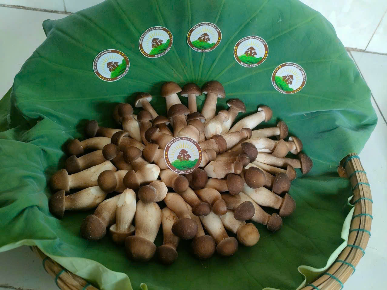 Nấm mối Hiền Nương Farm – Đặc sản mùa mưa, nay có quanh năm