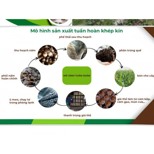 1. Nông Nghiệp Tuần Hoàn – Hướng Đi Bền Vững Cho Nông Sản Việt