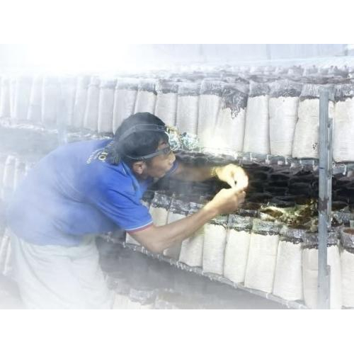 3. Lợi Ích Của Mô Hình Tuần Hoàn Đối Với Người Trồng Và Môi Trường