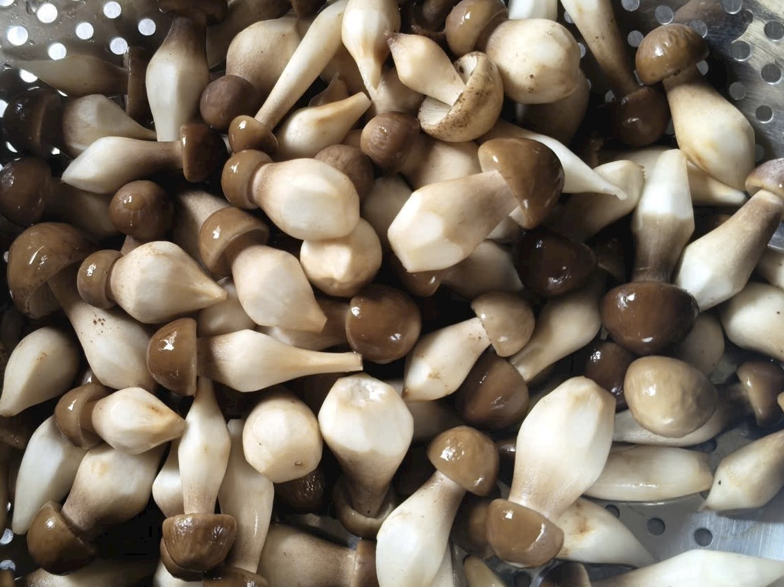 Ăn nấm mối đen có công dụng gì?