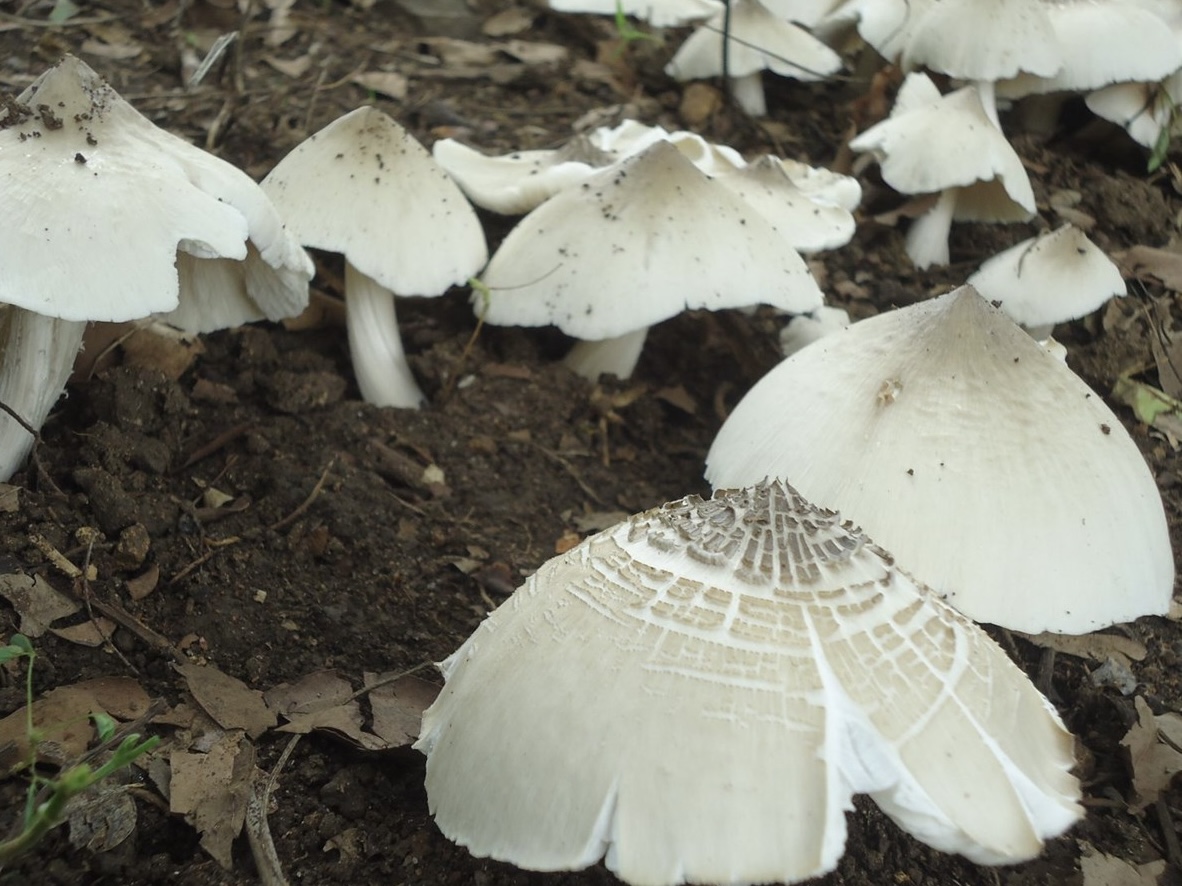 Nấm mối là gì và có công dụng gì?