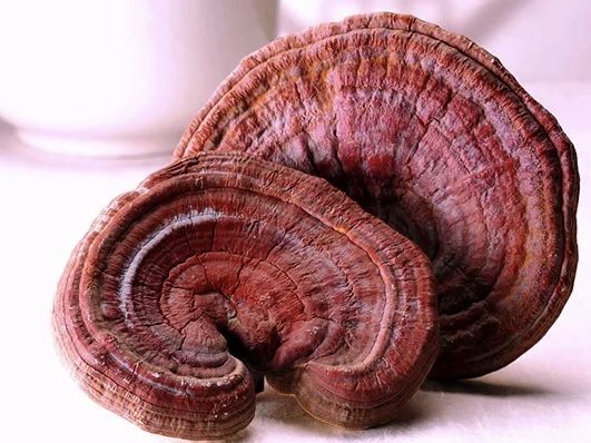 Nấm linh chi là gì và vì sao được xem là “thảo dược vàng”?