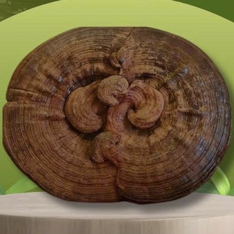 Có Bao Nhiêu Loại Nấm Linh Chi Và Loại Nào Tốt Nhất Hiện Nay?