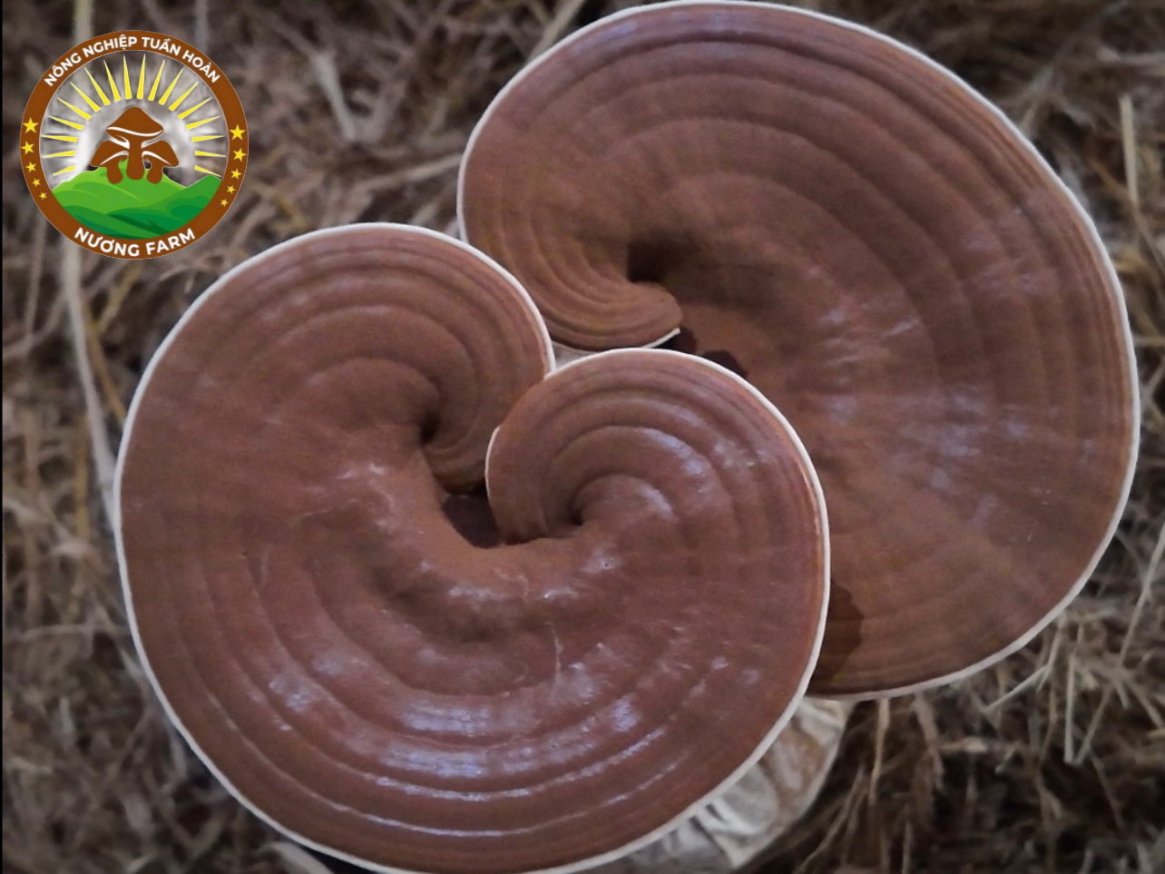 Giai đoạn C — định hình tai, phát triển vân sinh trưởng và tăng tích lũy hoạt chất (khoảng 20–25 ngày)