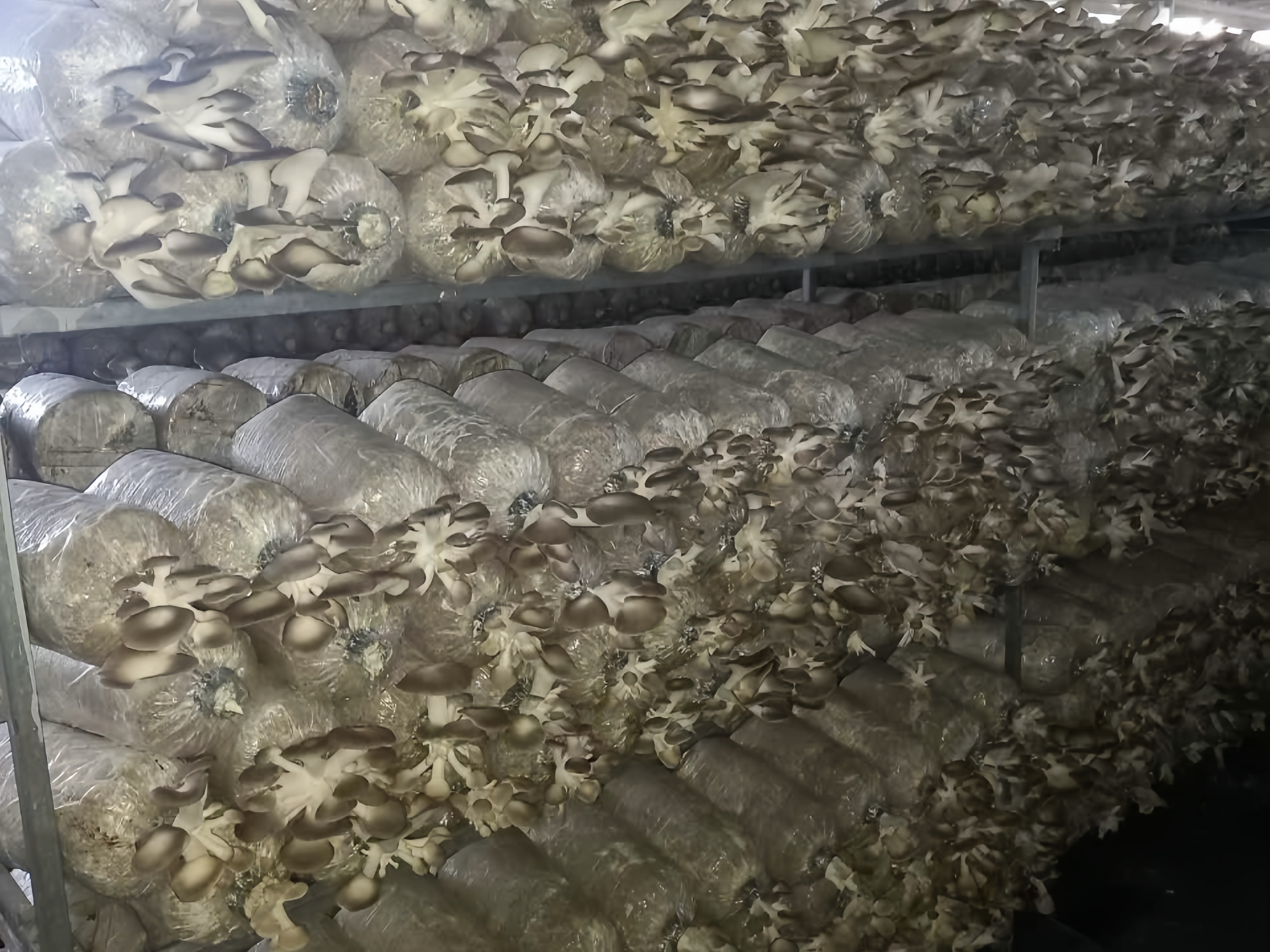 Trồng nấm bào ngư tại nhà cần lưu ý gì?