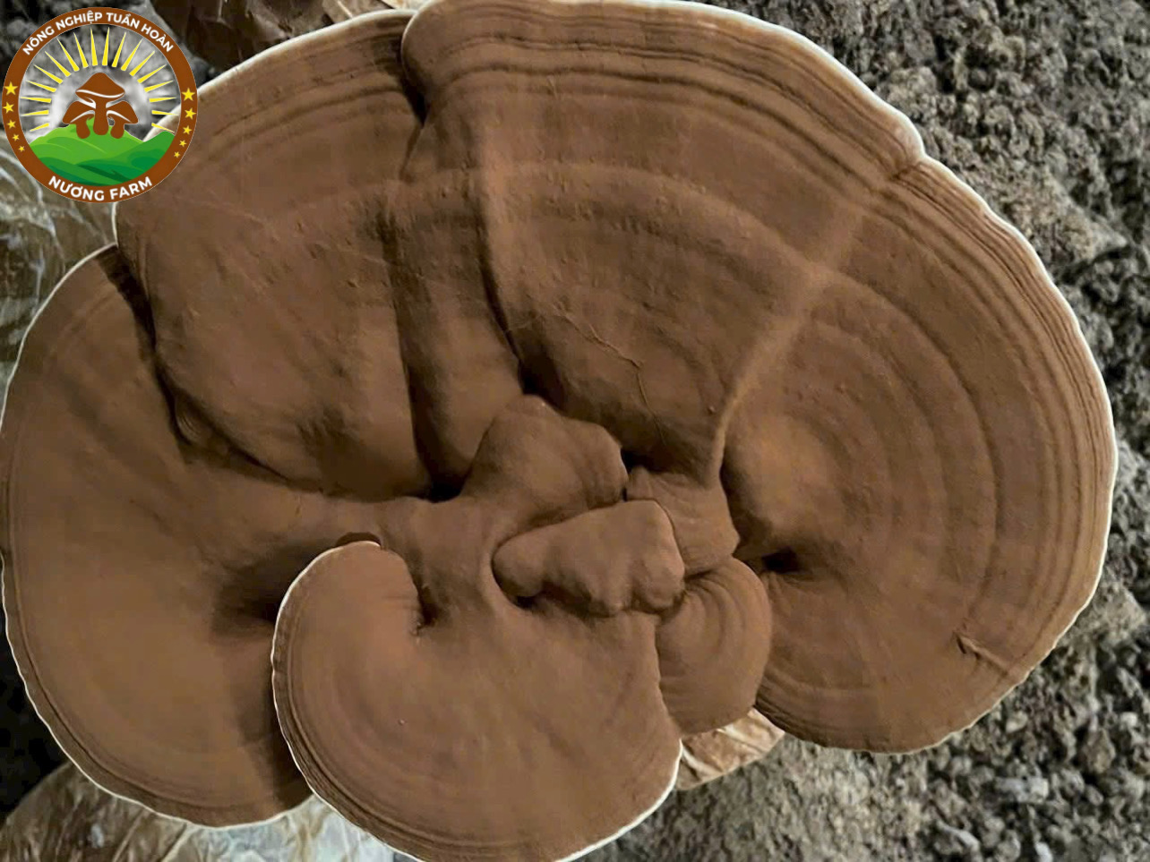 Giai đoạn D — chín hoàn thiện, phun bào tử và thời điểm thu hoạch (khoảng 10–15 ngày, hoàn thiện ở ~80–90 ngày)