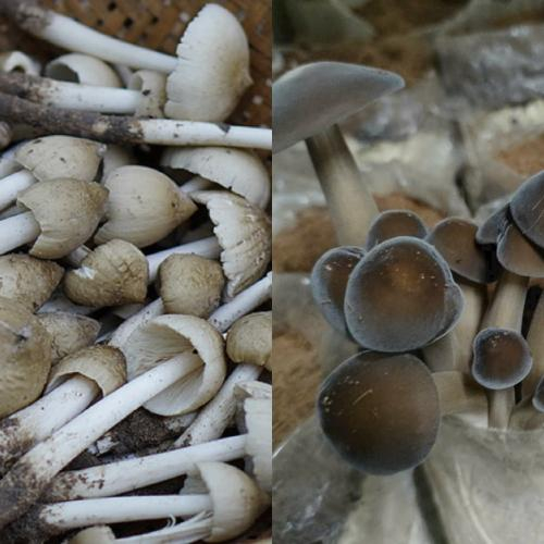 Nấm Mối Tự Nhiên Khác Với Nấm Mối Được Nuôi Trồng Như Thế Nào?