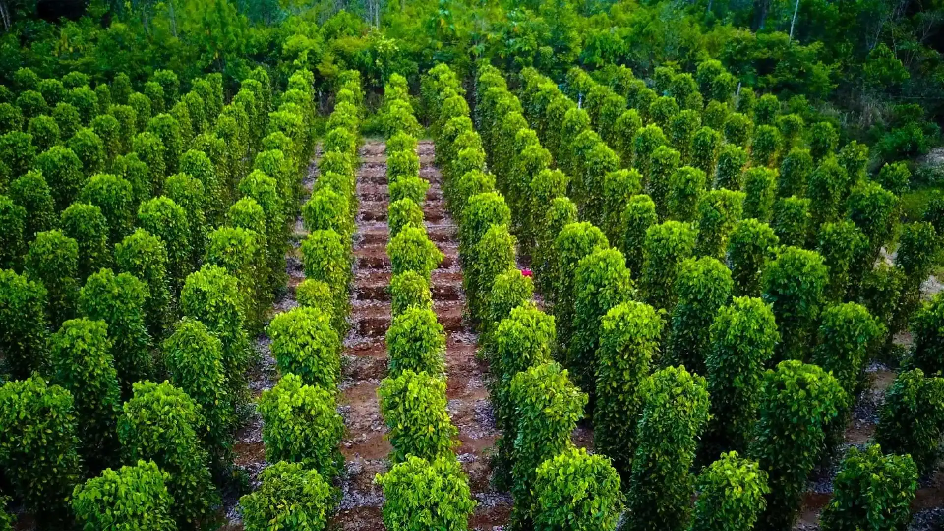 Vườn tiêu xanh mướt – Nơi gieo mầm hương vị cay nồng