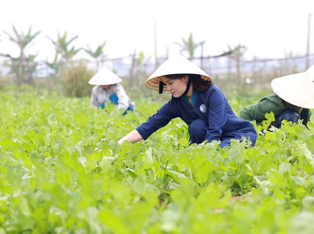 Khởi nghiệp nông nghiệp xứ Nghệ: Từ mật ong Bometa đến mỳ rau củ An An Agri
