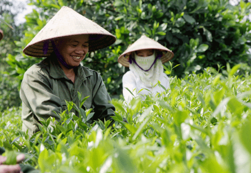 Lịch sử hình thành và phát triển