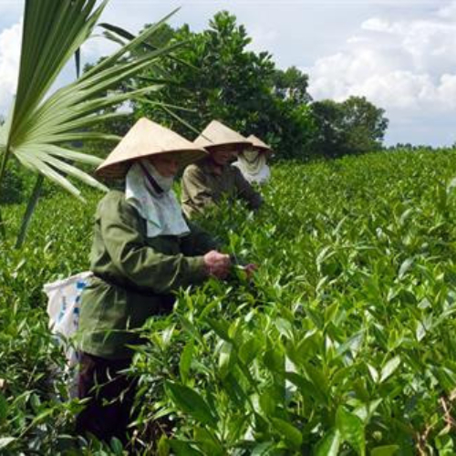 Làng Nghề Chè Chùa Tà