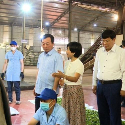 Phụ Nữ Phú Thọ Khởi Nghiệp Sáng Tạo Với Khát Vọng Từ “Chè Cổ Búp Tím”