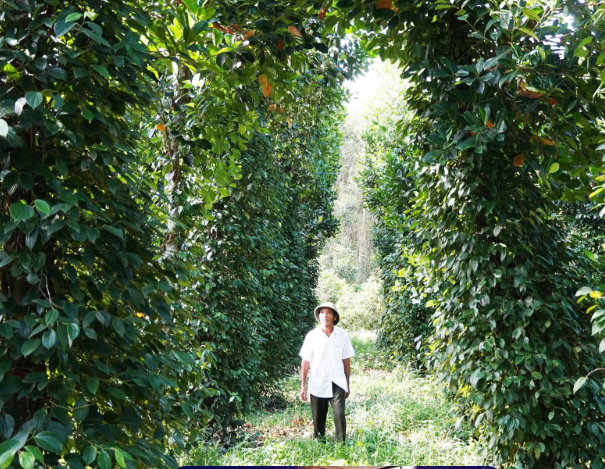 Từ “vàng trắng” đến cây có múi: Hành trình làm giàu của nông dân Bế Văn Mai