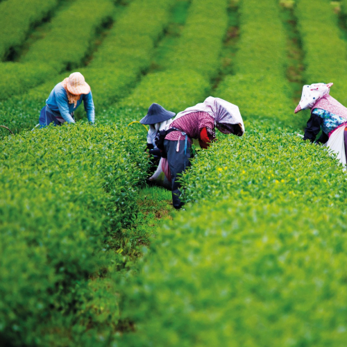 Thái Nguyên: Xúc Tiến Thương Mại, Kết Nối Tiêu Thụ Sản Phẩm Trên Nền Tảng Thương Mại Điện Tử