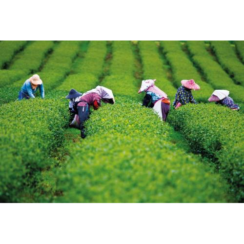 Hàng chục TikToker tham gia hành trình khám phá và quảng bá trà Thái Nguyên