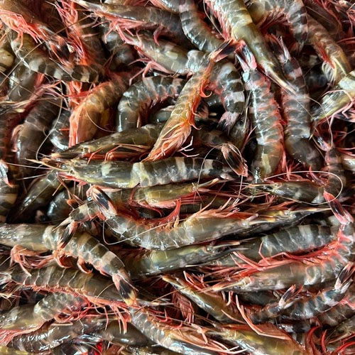 Tôm Sắt Biển: Đặc Điểm, Giá Bán và Bí Quyết Chọn Mua Ngon