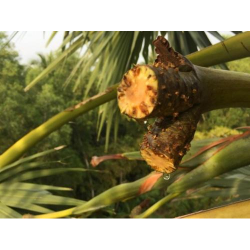 Mật Thốt Nốt Bột Palmania 300g - Palmyra Nectar